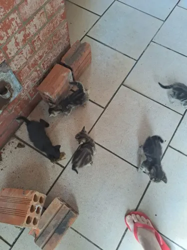 doação gatinhos