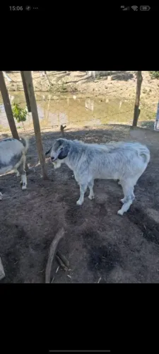 CABRITO REPRODUTOR