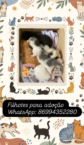 Doação de gatinhos filhotes 