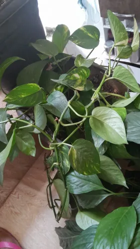 Plantas já pegadas
