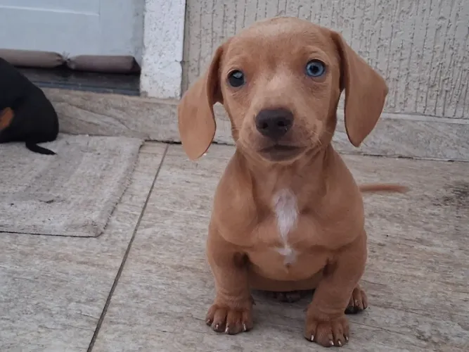 Dachshund machinho CREME