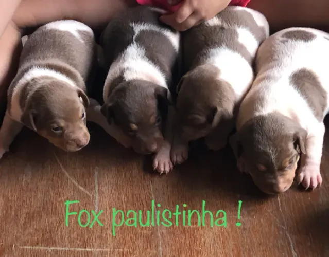 Fox paulistinha