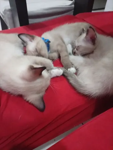 Estou doando dois gatos de raça siamês,um macho e uma fêmea 