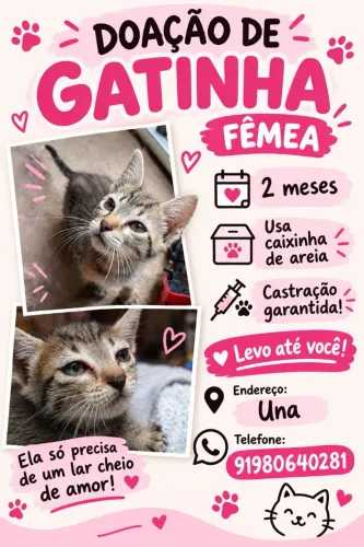 ADOÇÃO GATINHOS