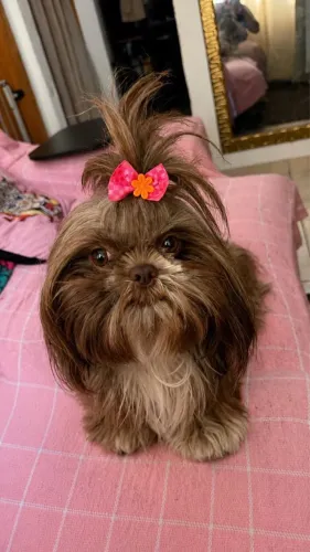 Filhote shih tzu