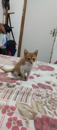 Gatinho para doação 