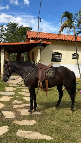 Égua Mansa à Venda