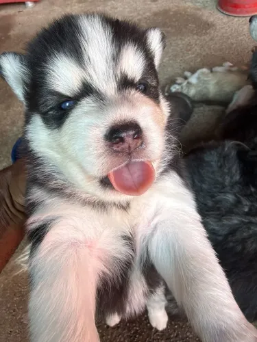 Filhotes Husky siberiano