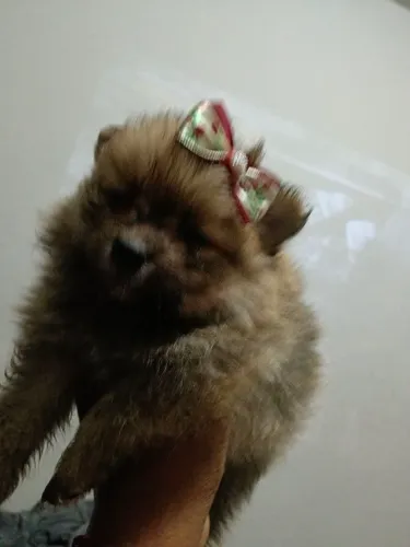 Lulu da Pomerânia 