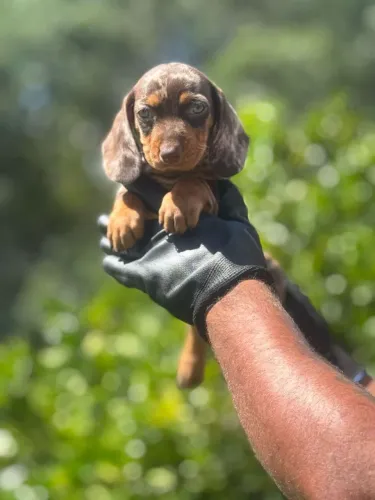 Dachshund- Seu lar merece esse carinho extra !