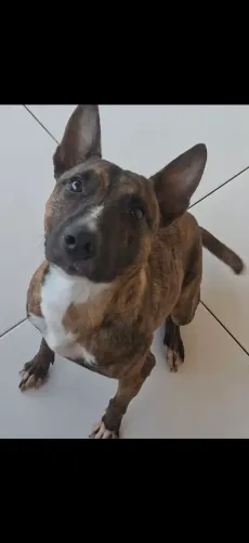 Doa-se mistura de Bull Terrier
