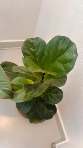 MUDAS DESENVOLVIDAS DE FICUS LYRATA E FILODENDRO RUBRO