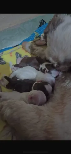 Filhotes a venda da raça shih tzu