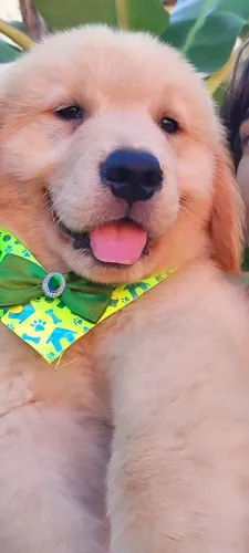 Bebês disponível para reserva Golden Retriever