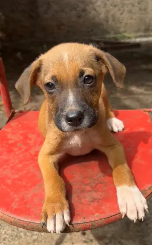 DOAÇÃO CACHORRINHO MACHO 