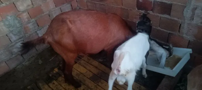 Vende se Cabra, marran e cabrito