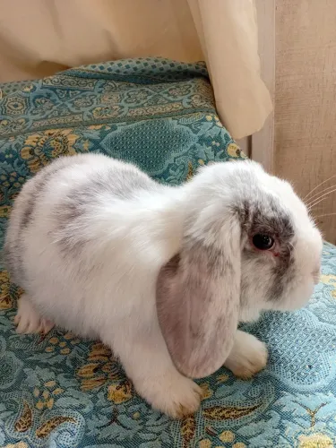 Mini lop machinho