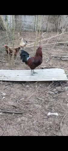 Frangos ameraucana