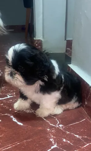 Shih tzu fêmea