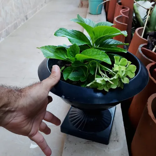 Rara e belíssima planta hortência florida no vaso cálice 