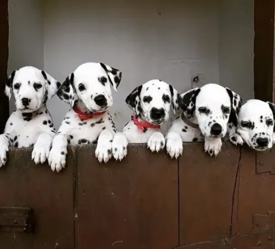 Dalmata O Dálmata observou o movimento ao redor com atenção.