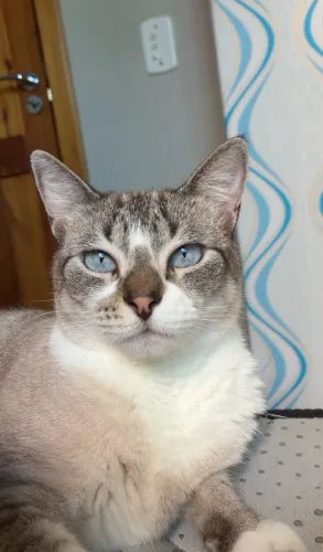 Gato macho castrado para adoção responsável 