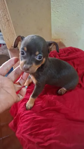 Pinscher chocolate macho a pronta entrega 