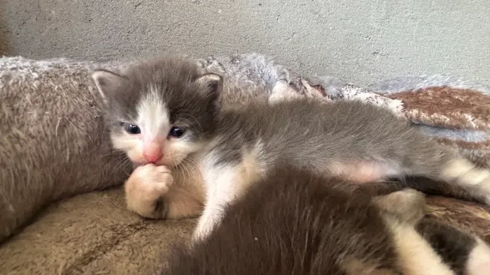 Doação de gata filhote