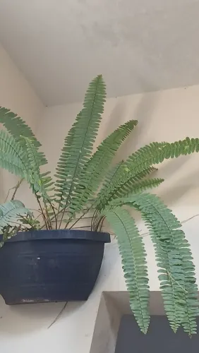 Vaso e plantas