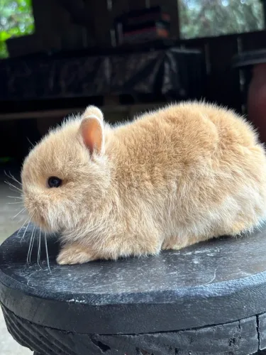 Mini coelhinho