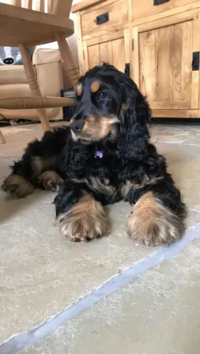 Cocker Seu próximo pet favorito está aqui