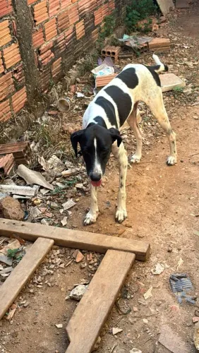 Pet cachorro para doação