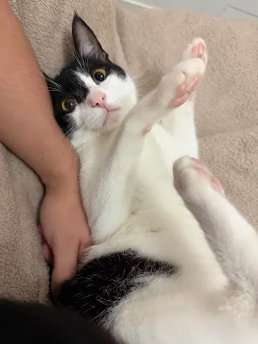 adoção casal de gatos