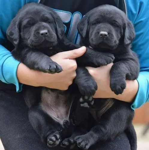 Labrador Amor que se deita aos seus pés