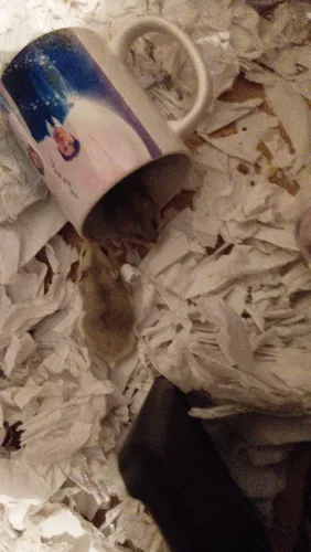 Casal de hamster anão russo + gaiola de viagem