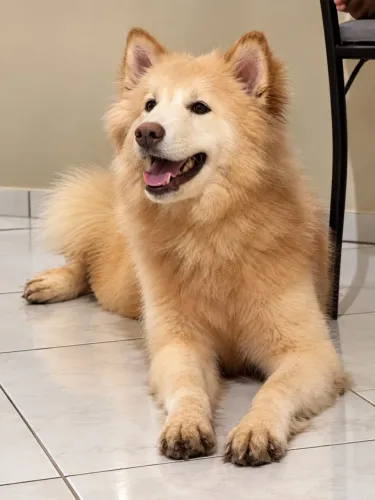 Husky siberiano casal