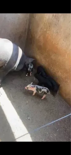 Porca mais leitão