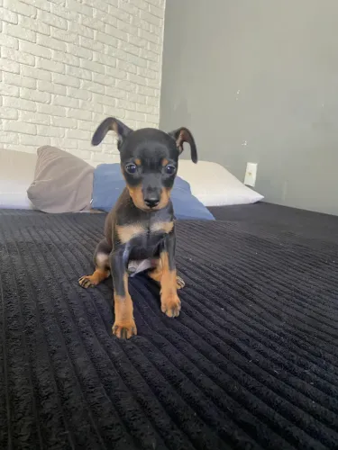 Filhote pinscher macho
