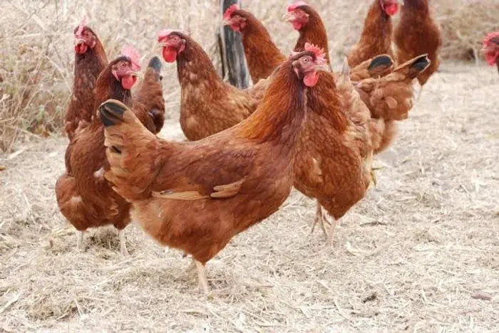 Galinha Embrapa 51