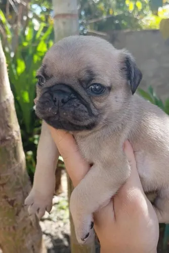 Pug<br>Macho<br>50 dias <br>Já vacinado <br>Pré adestrado <br>Disponível para venda 