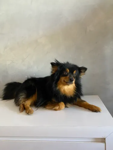 Spitz alemão (fêmea )