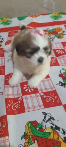 Cachorro shih Tzu fêmea 
