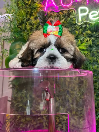 Shih tzu machinho ! Um encanto
