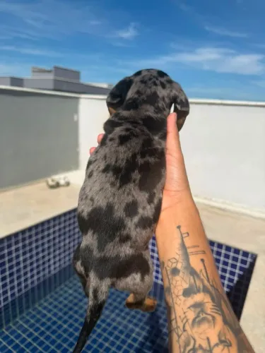 Filhote de Dachshund kaninchen alerquim