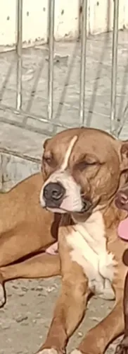 Doa - se Pitbull