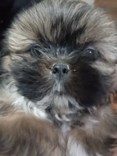 ShiTzu macho pronto para entregar 