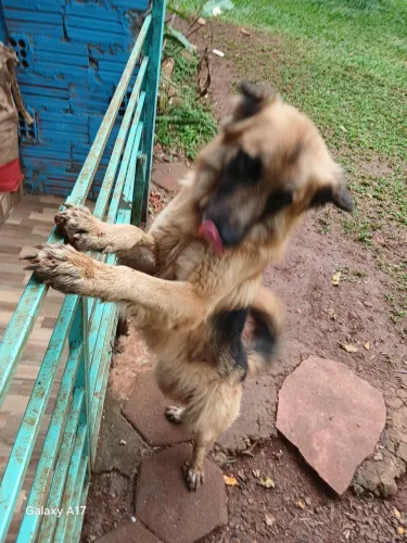 Vendo cachorro pastor alemão 