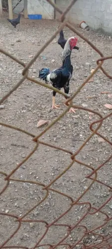 Vendo frangão índio gigante
