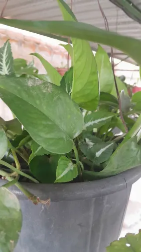 Plantas já pegadas