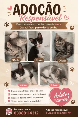 Filhotes de gato para adoção